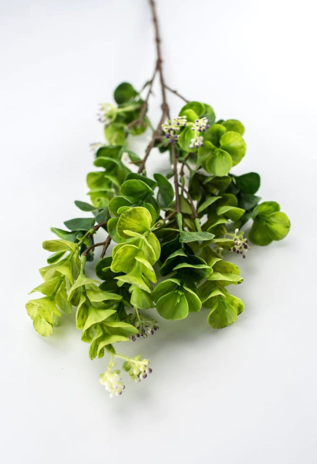 Eucalyptus with purple seeds spray - Greenery Market2310435GP