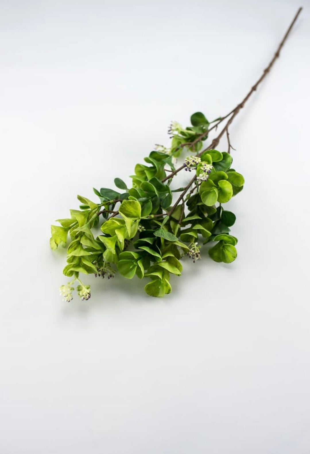 Eucalyptus with purple seeds spray - Greenery Market2310435GP