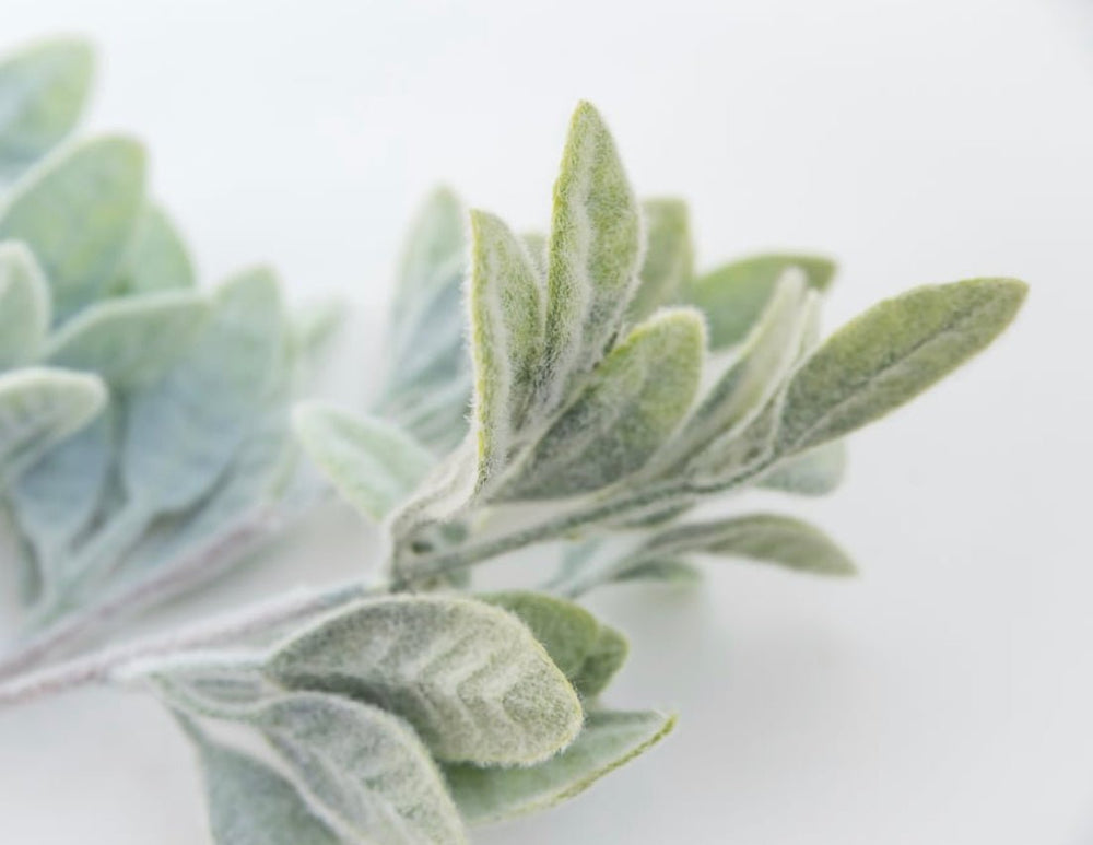 Frosted Leaves bush - Greenery Market83593