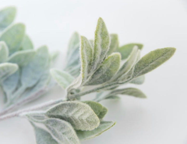 Frosted Leaves bush - Greenery Market83593