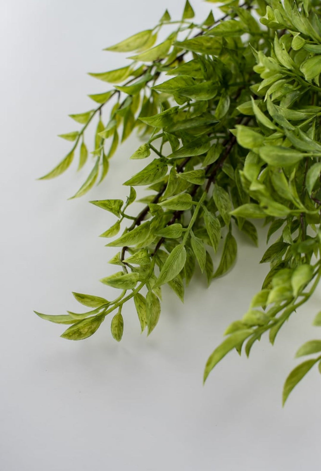 Green nandina leaf greenery bush - Greenery Marketspring summer greeneryfl3716-g