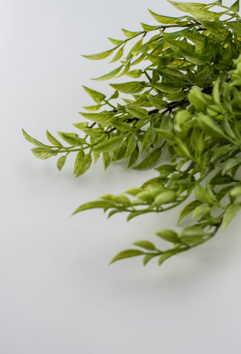 Green nandina leaf greenery bush - Greenery Marketspring summer greeneryfl3716-g