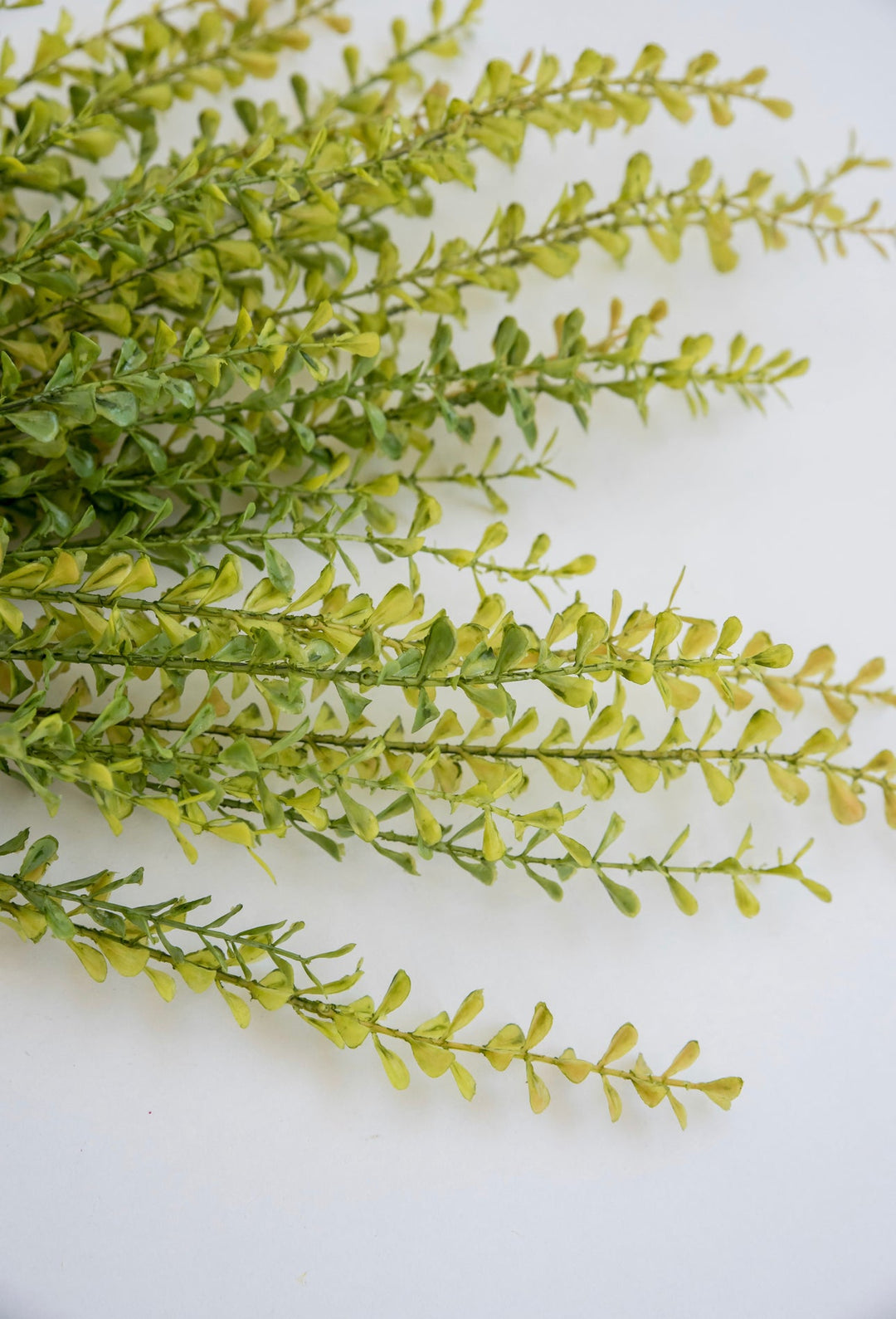 Greenery market boxwood bush - Greenery Marketgm3113yw