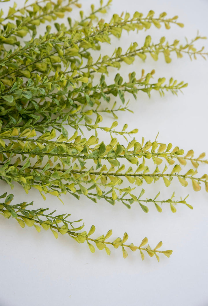 Greenery market boxwood bush - Greenery Marketgm3113yw