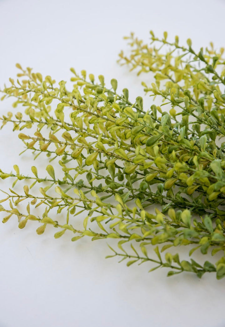 Greenery market boxwood bush - Greenery Marketgm3113yw