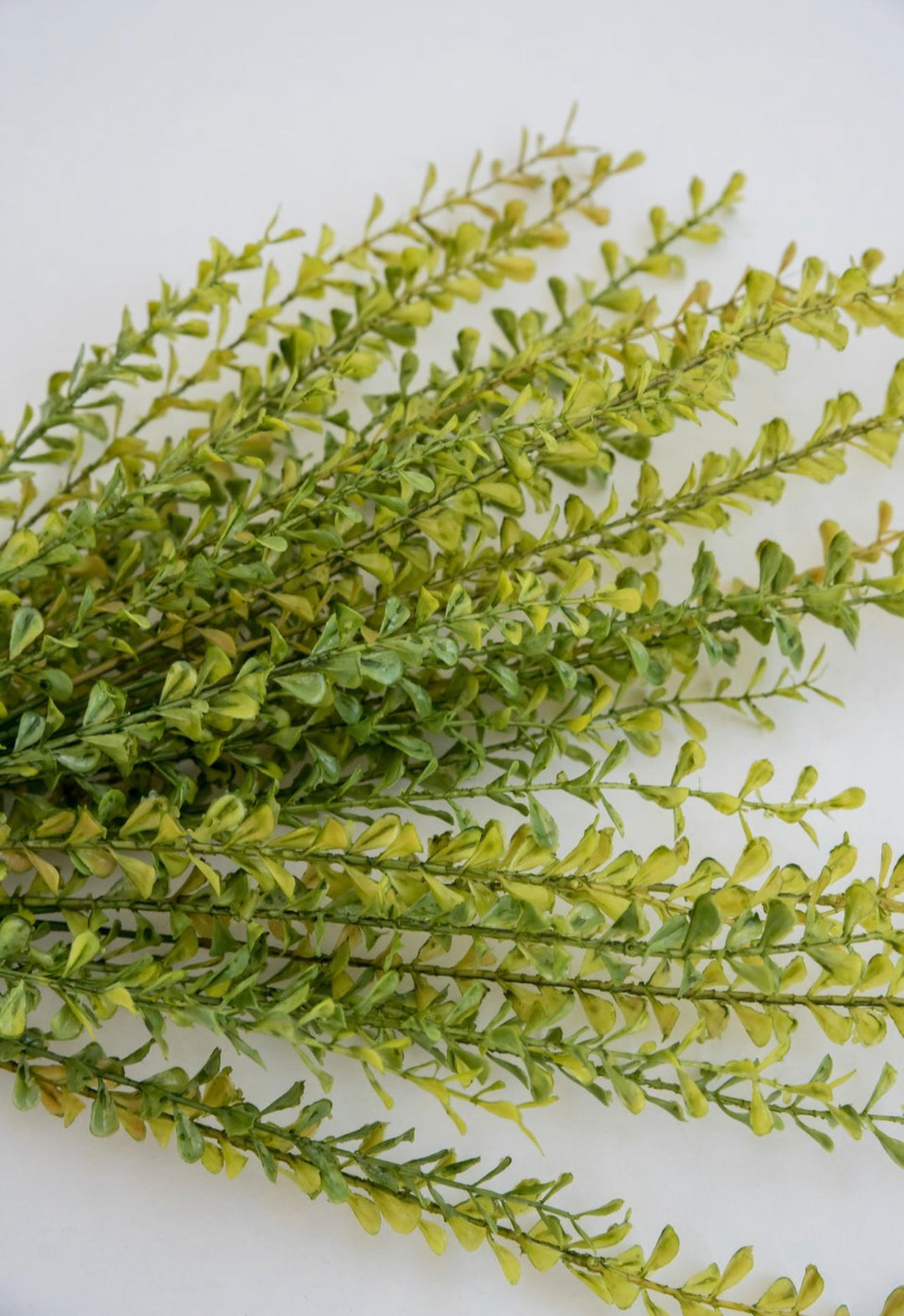 Greenery market boxwood bush - Greenery Marketgm3113yw