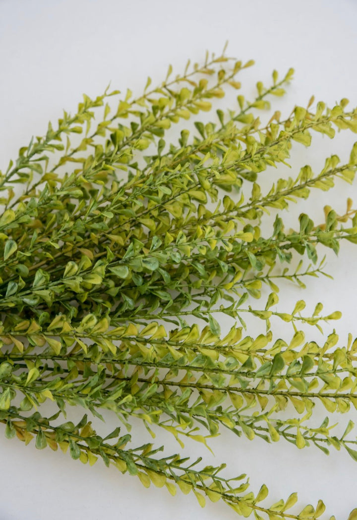 Greenery market boxwood bush - Greenery Marketgm3113yw