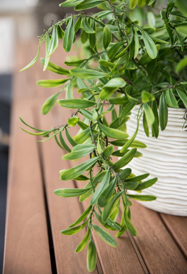 Life like Greenery leaf bush - Greenery MarketArtificial Flora26932