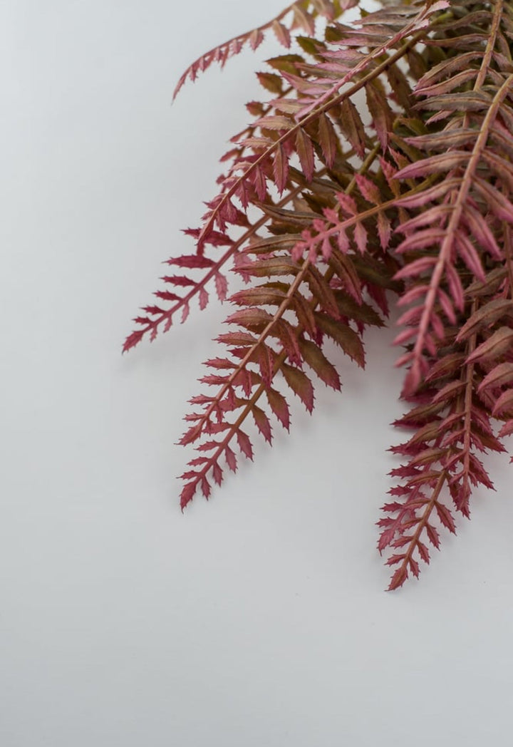 Pink tipped fern greenery bush - Greenery MarketFL6355-MAUG
