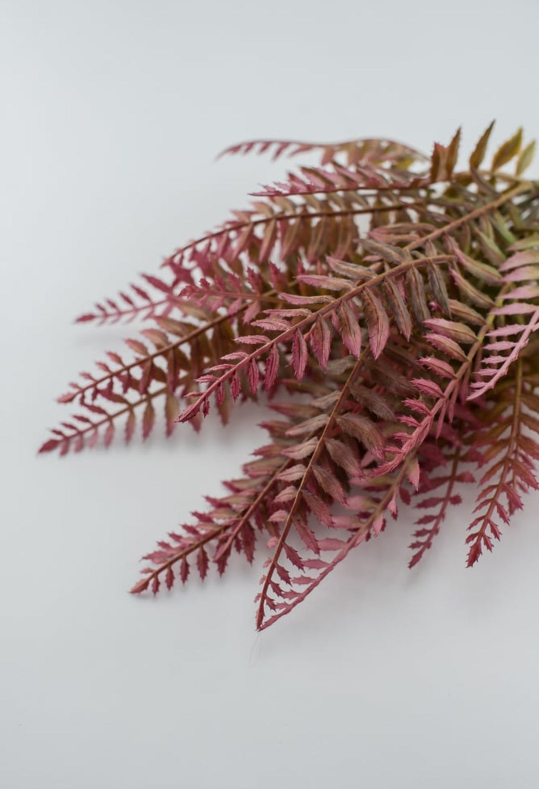 Pink tipped fern greenery bush - Greenery MarketFL6355-MAUG