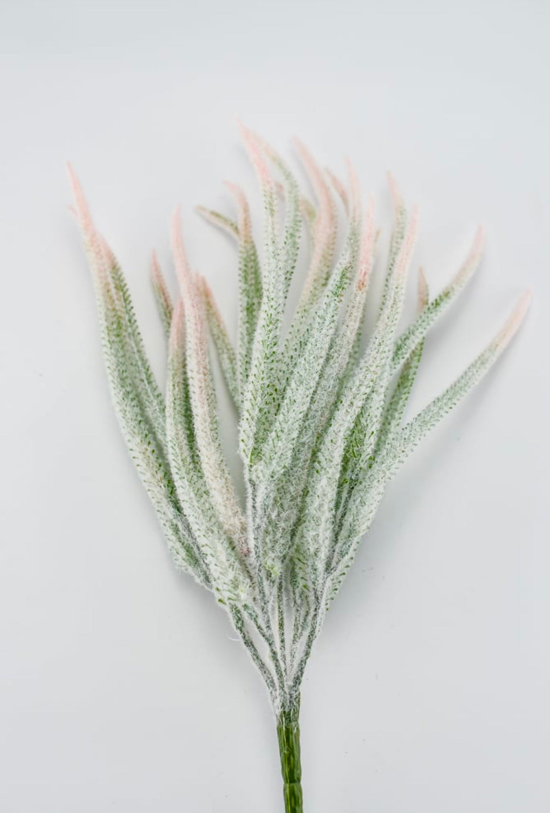Tail bush with pink tips - Greenery Market26946
